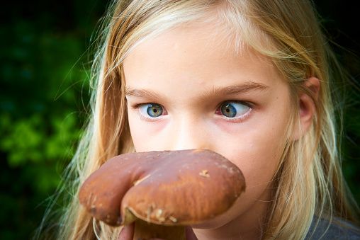 Balade-découverte des champignons comestibles