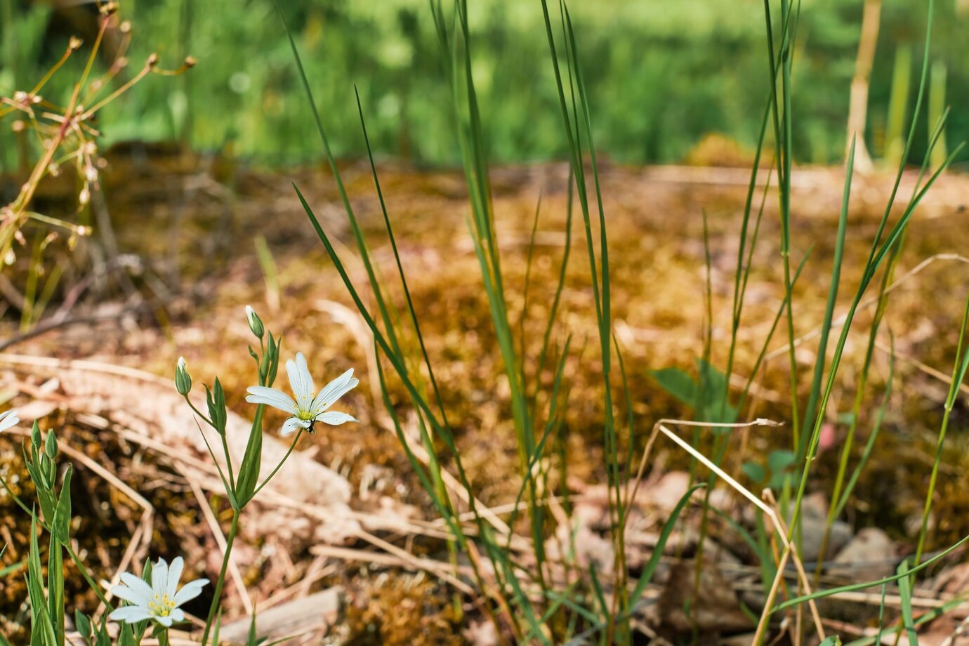 Plantes sauvages comestibles